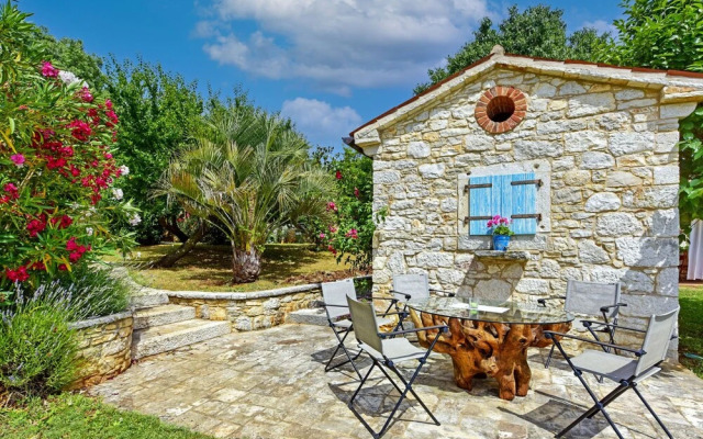 Hibiskus Tadini in Tadini