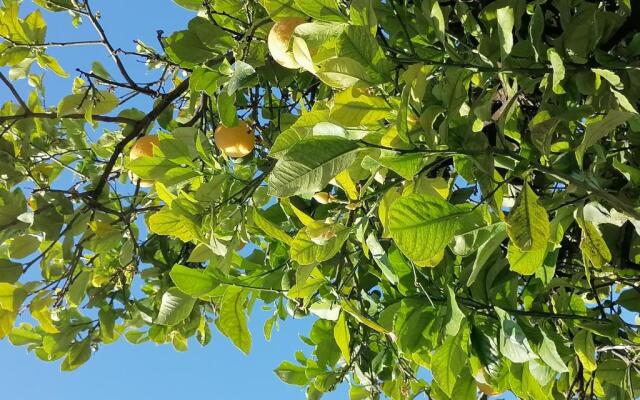 Lemon Tree House