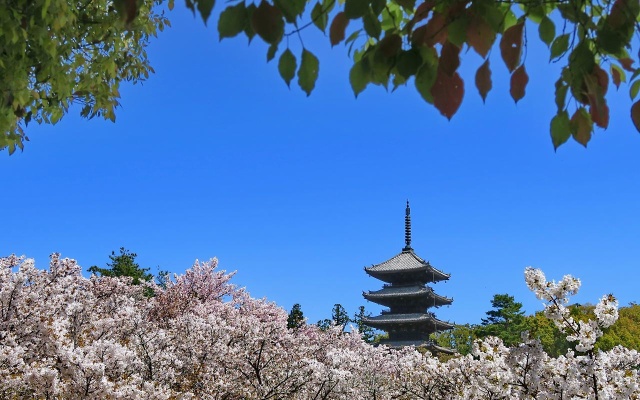 Stay SAKURA Kyoto Nijo Season – Outside – Kyoto