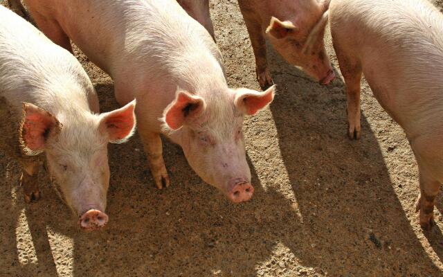 Country House in Tuscany With Panoramic Views