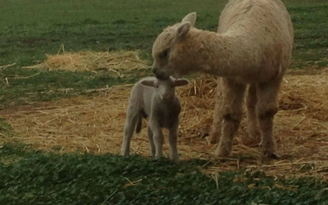 Seppelts View Cabins