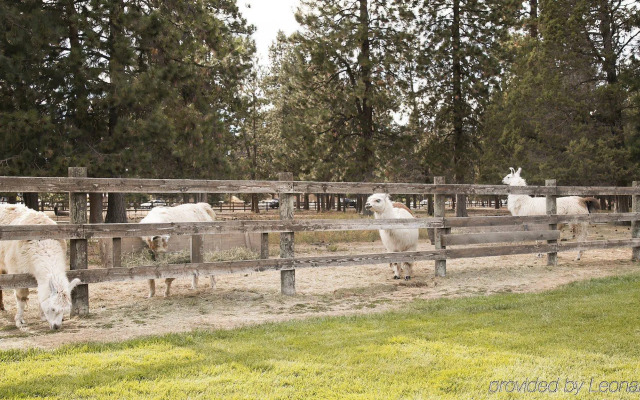 Best Western Ponderosa Lodge