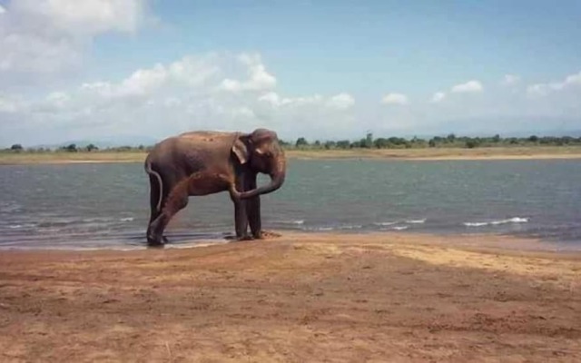 Wildlife Safari House