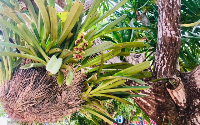 Quang Vinh - Đao Ly Son