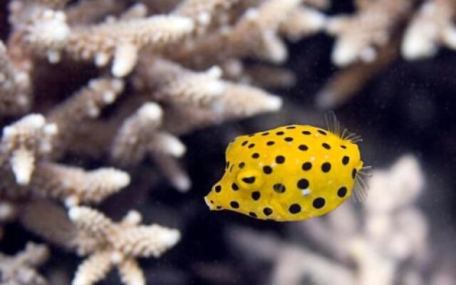 Chumbe Island Coral Park