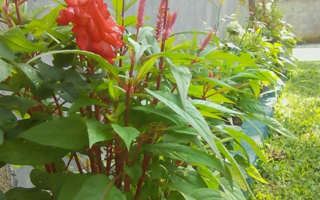 Thomasha Holiday Inn