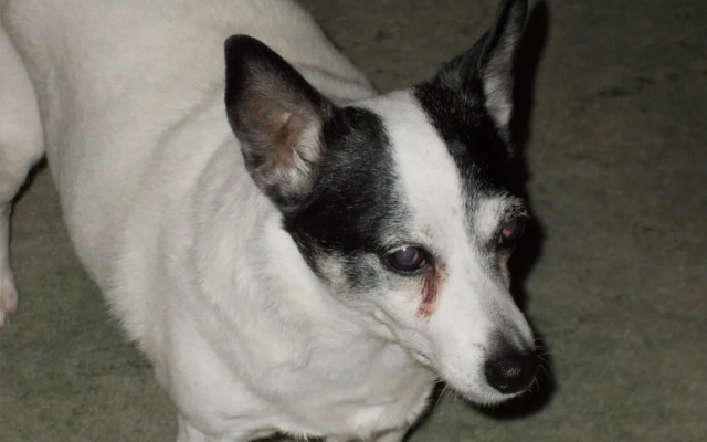 The Grand Guesthouse