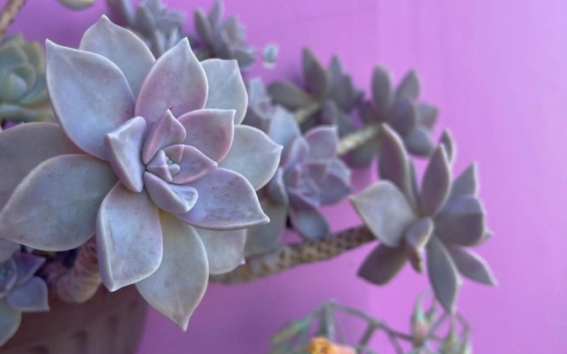 Selena Dalat Homestay