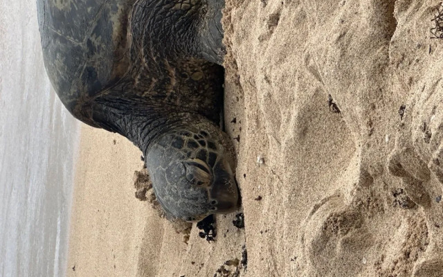 Papakea L105 2 Bedroom Condo