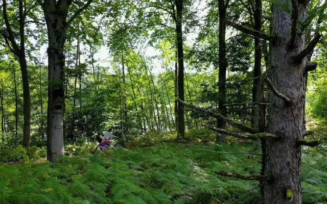 Elegant Mansion With Pools