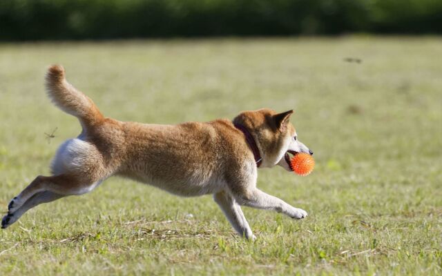 Deluxe Inn Georgetown