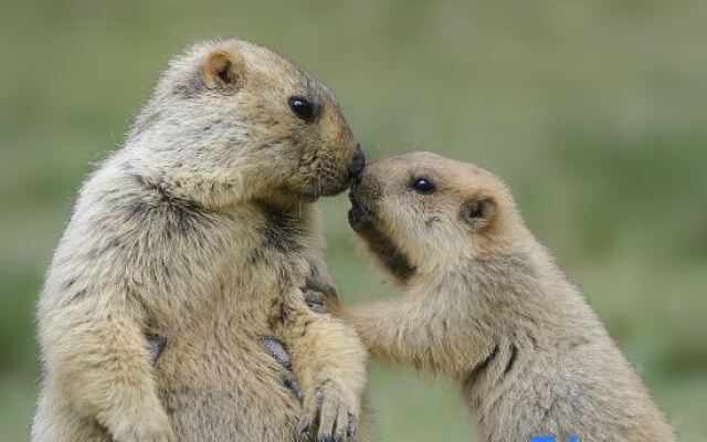 Ruoergi Yucang Haro Homestay