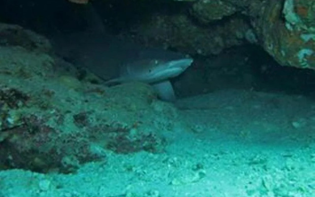 Bauan Divers Sanctuary Resort and Hotel