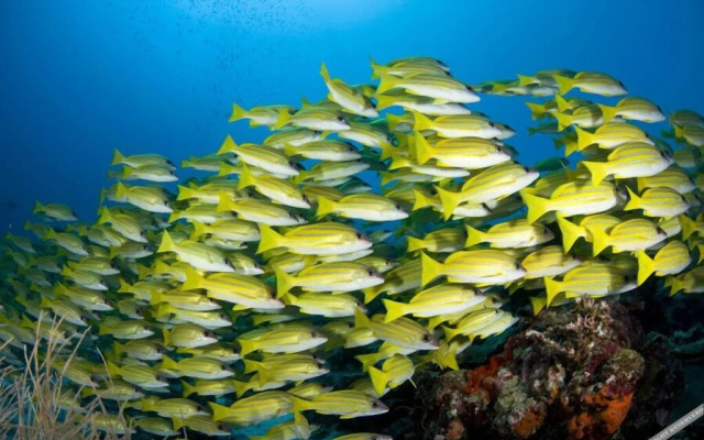 Mandhoo Guesthouse & Dive