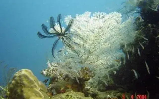 Sahera Dive Resort, Amed