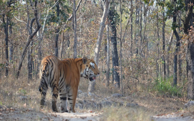 Windsor Tiger Resort