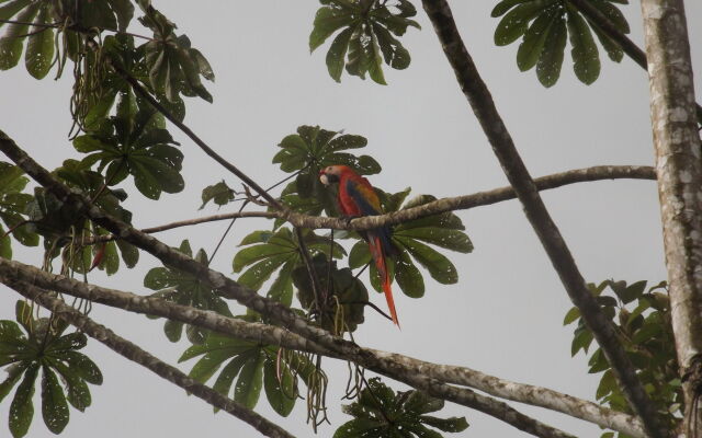 Ara Ambigua Lodge