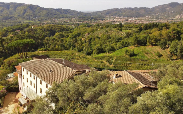 Tiglio Grillo