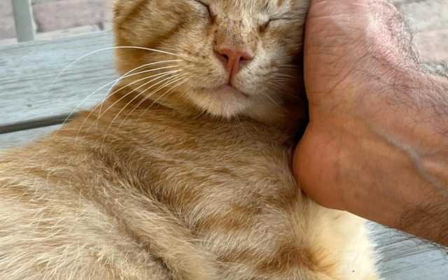 Residenze l'Alberata