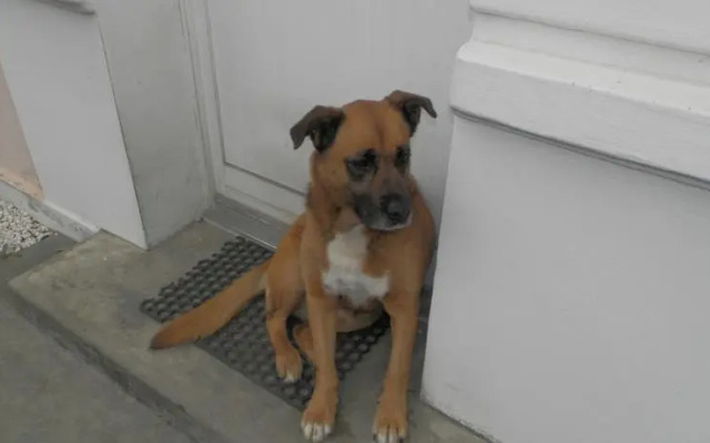 Chambres dHôtes Au Grillon Dort