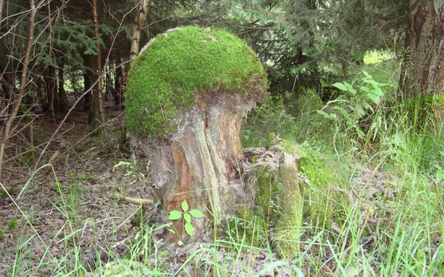 Cosy Apartment in Hallenberg Near Centre