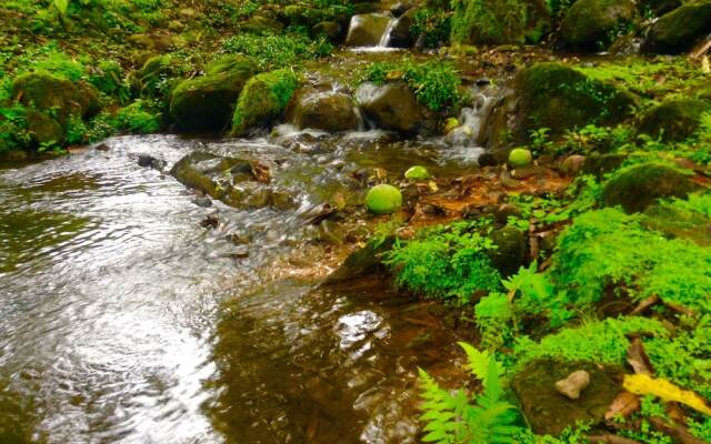 Luxury Familiar Village Greece Forest