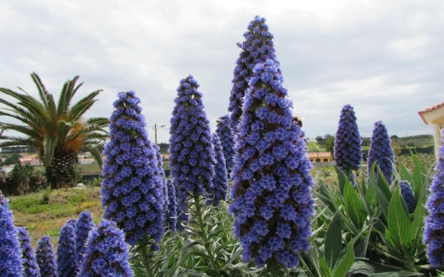 Quinta Sobral Prestige