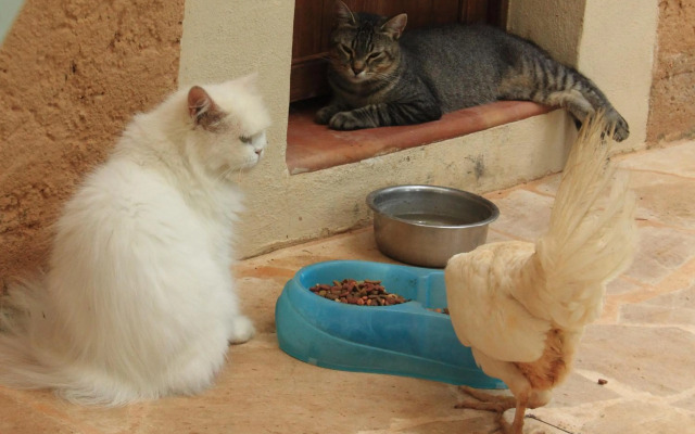 Petit Hotel Es Figueral