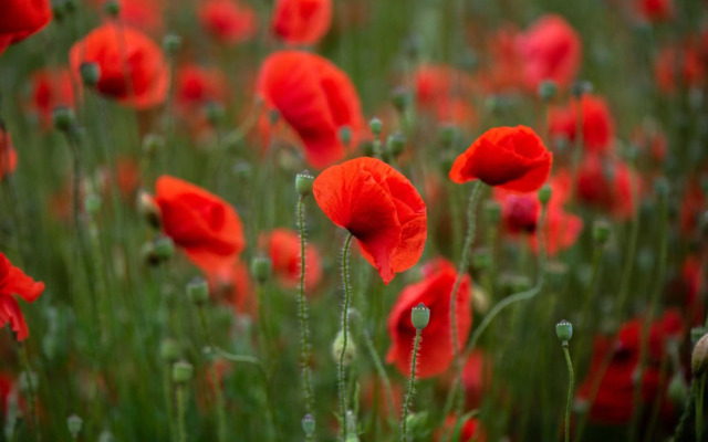 Obst- und Ferienhof Fahr