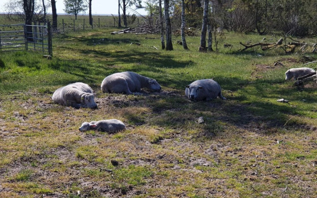 6 Person Holiday Home in Hadsund