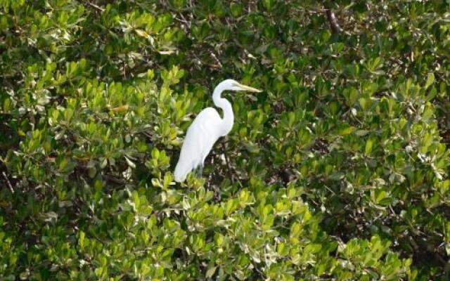 Le Pelican du Saloum