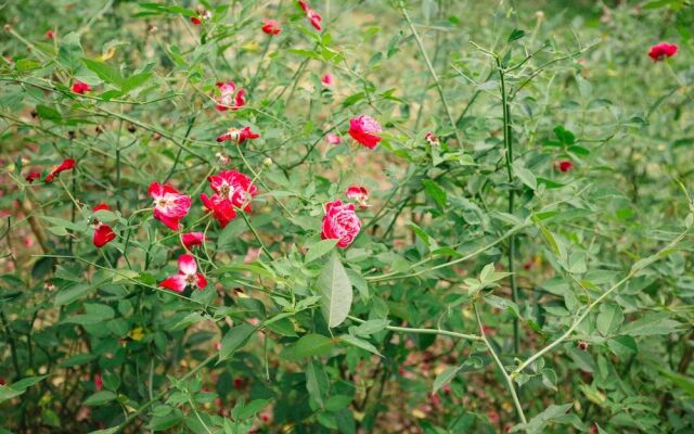 Van's Serene Garden Homestay