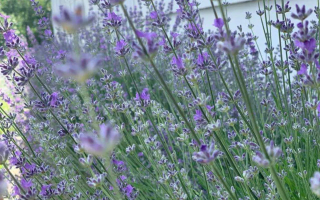 Pensiunea Salina Gymnasium