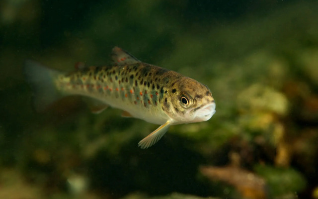 Rural Homestead Trenkovo