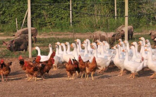 Agriturismo Le oche selvatiche