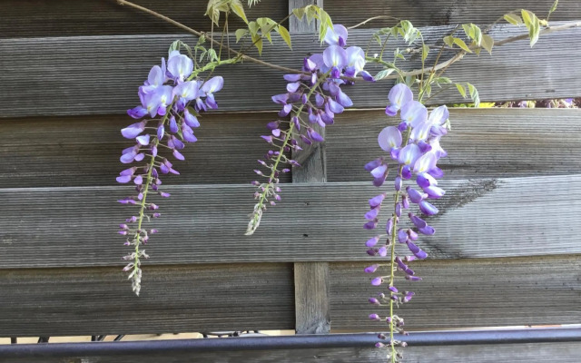 Skylark Bed & Breakfast