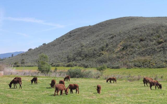 Burro Ville