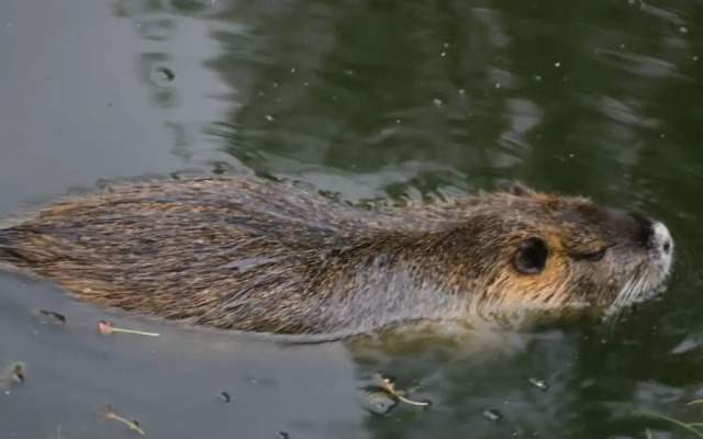 Spreewald Break Modern Retreat