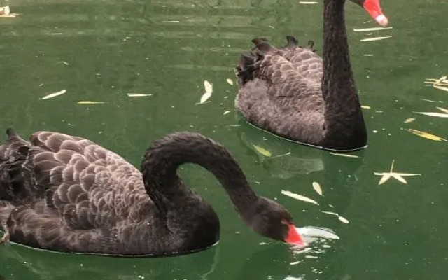Wudang Mountain Longyuange Hotel