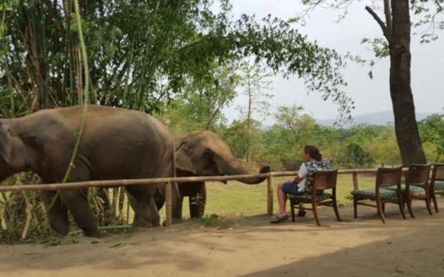 Tigertops Elephant Camp