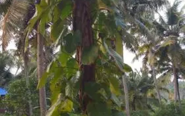 Thanal Beach Resort