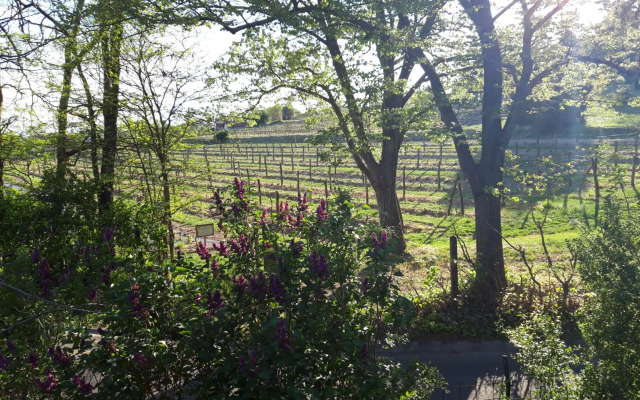 Pilikán Apartments - Park - Vineyard & Sheep farm