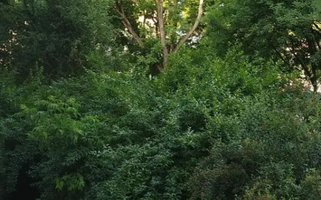 Zielony Apartament, Kielce, Targi, Centrum