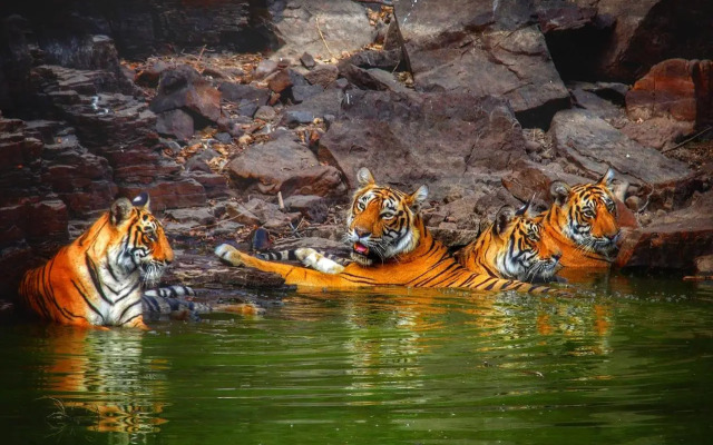 Tiger Regency Resort
