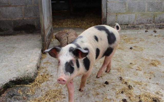 Black Dog Farm