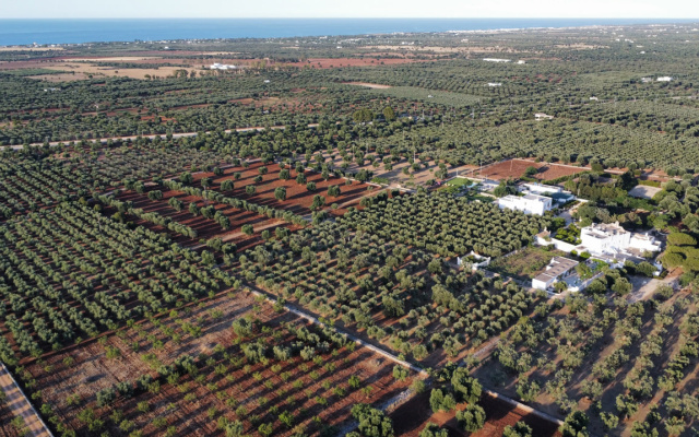 Masseria Borgo Santuri