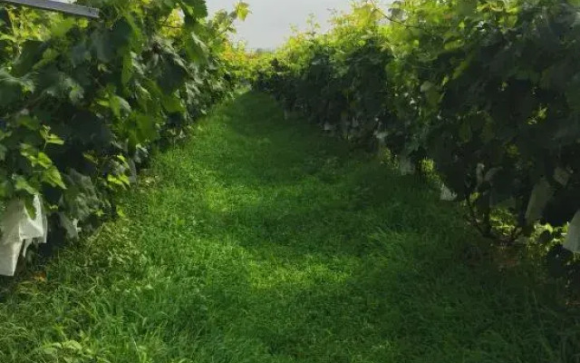 Memedee Manor Homestay