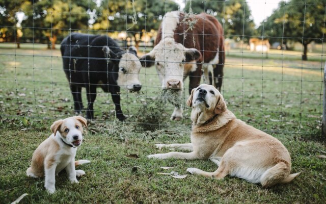 Mango Hill Farm