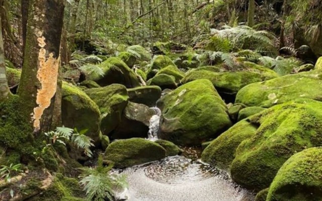 Tullys Hut - Walk to Hikes, Waterfalls, Views