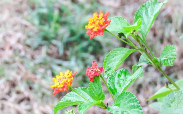 Suite Ibiraquera Master